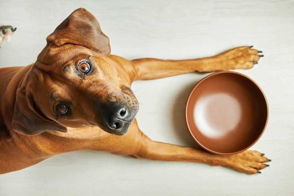 Cachorro Aborrecimento com vasilha de comida