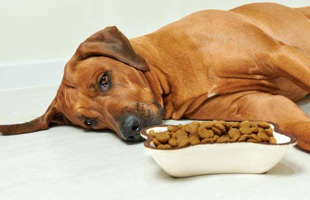 Cachorro Desconforto com a Vasilha