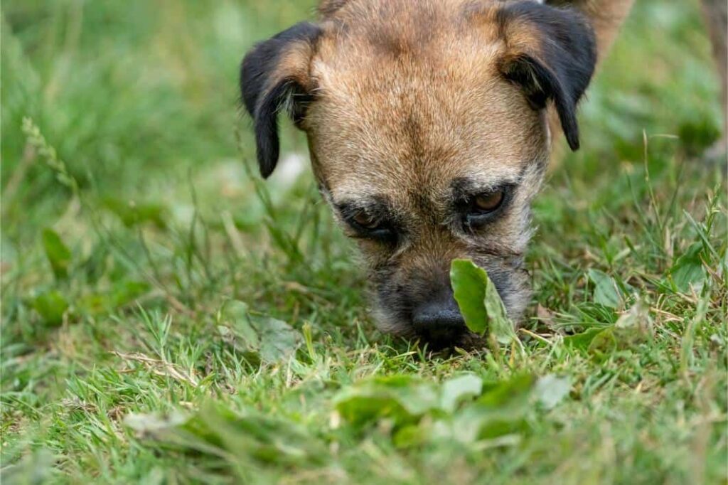 cachorro comendo cocô