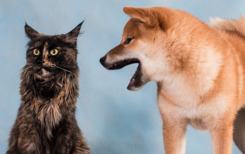 cachorro latindo para gato