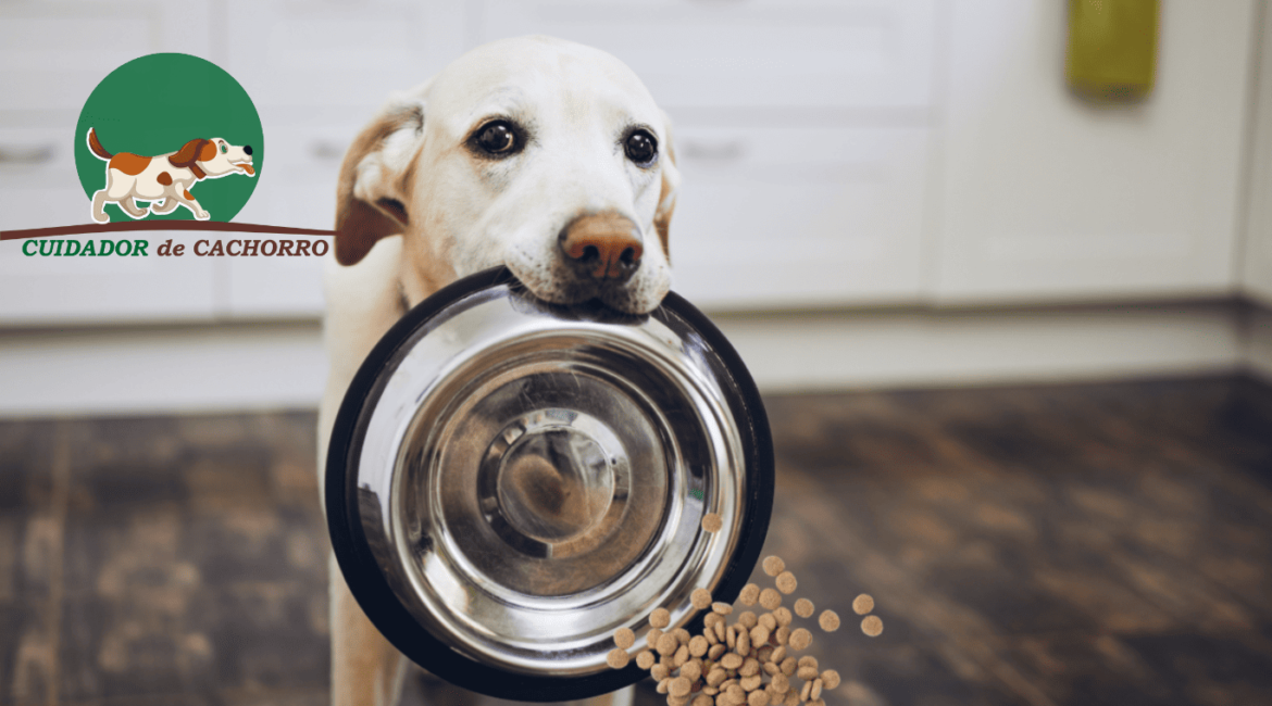 cachorro vira a vasilha de ração