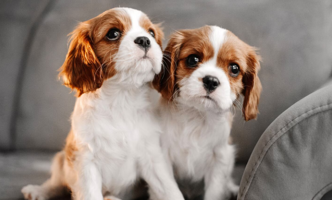 Filhotes de Cachorro Cavalier King Charles Spaniel