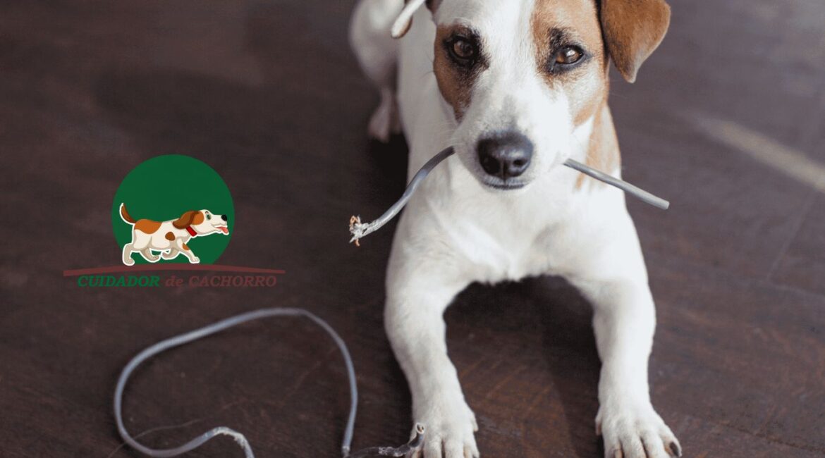 proteger cachorro contra choques elétricos