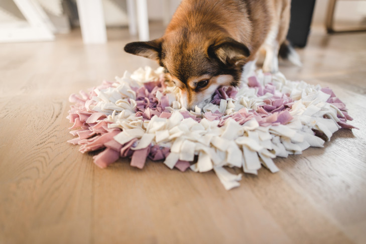 tapetes de farejar para cães