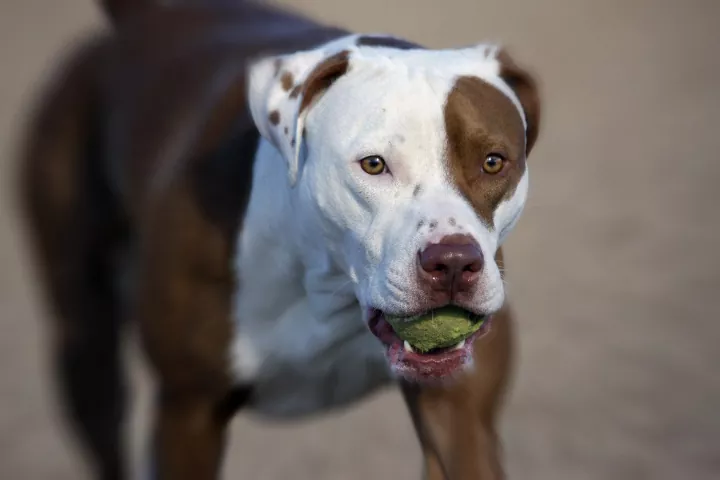 treinar filhote de Pitbull