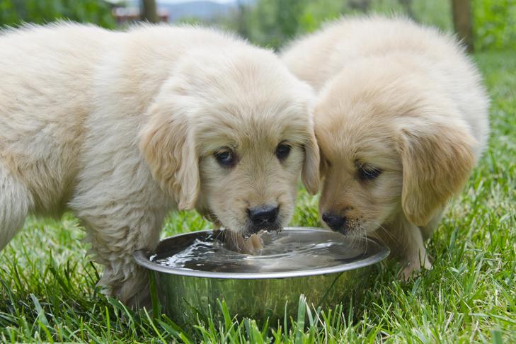 Bebedouros para cachorros