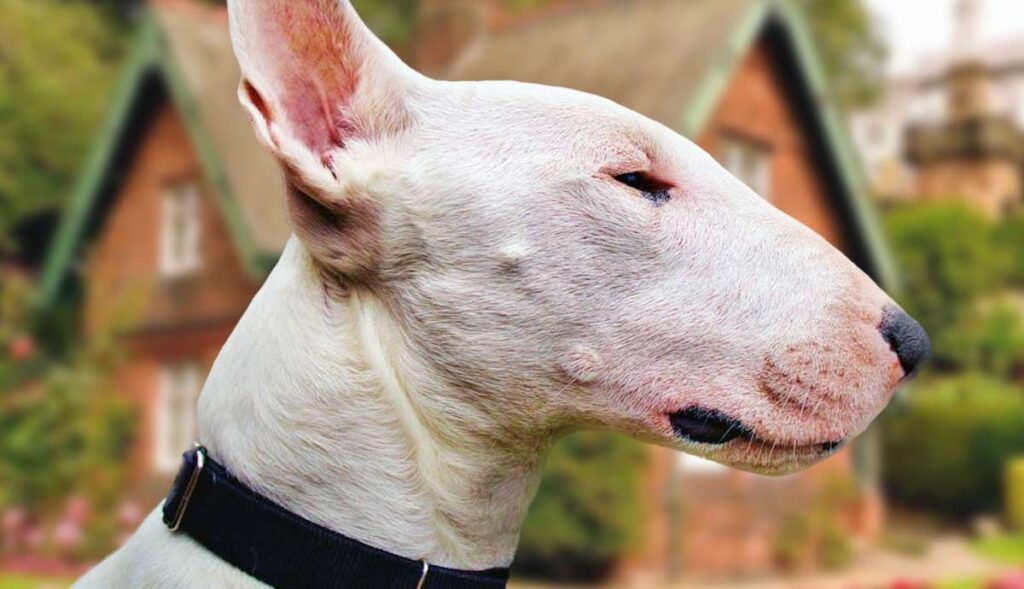 Bull Terrier tem cabeça em formato de ovo