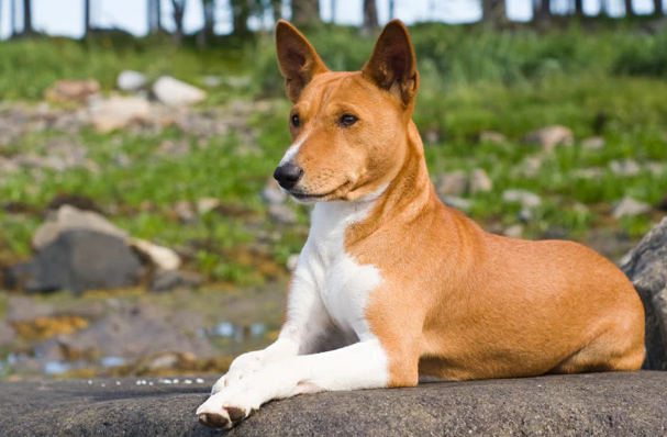 Cachorro Basenji descansando no parque