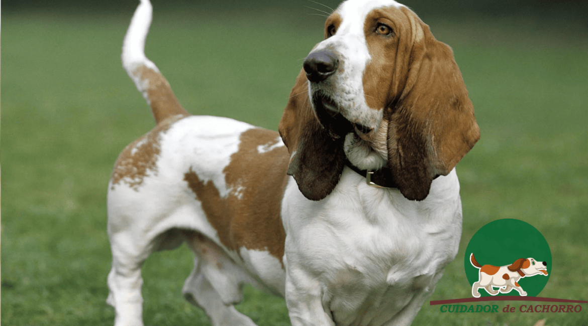 Cachorro Basset Hound