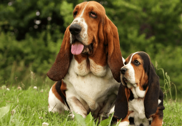 Cachorro Basset Hound