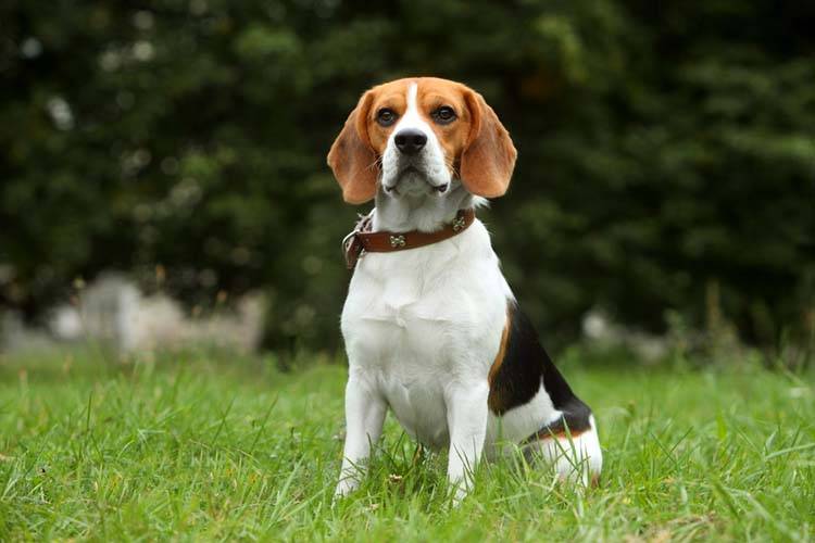 Cachorro Beagle no parque