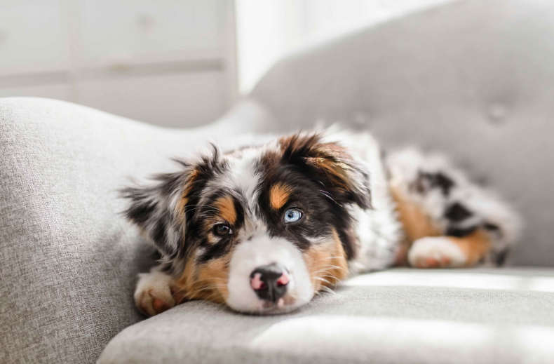 Cachorro Pastor Australiano no sofá