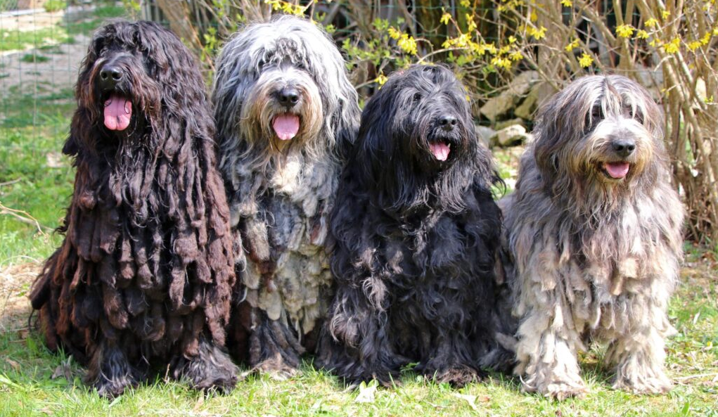 Cachorro Pastor-bergamasco