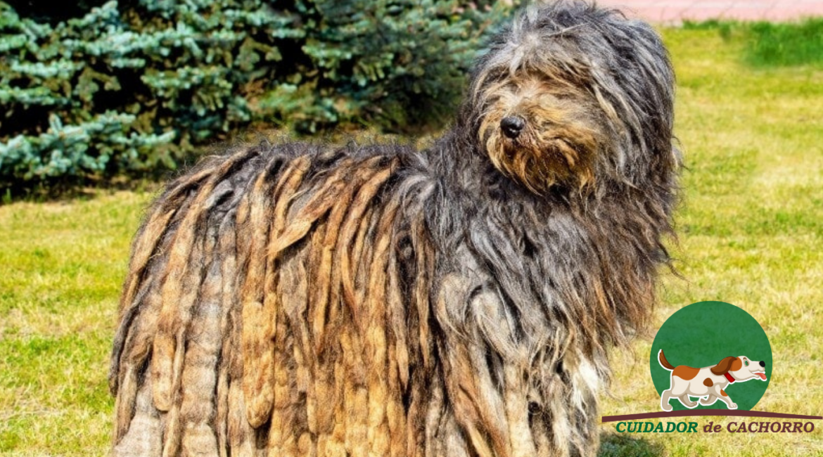 Cachorro Pastor-bergamasco