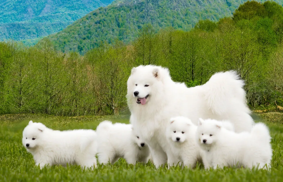 Cachorro Samoieda com familia