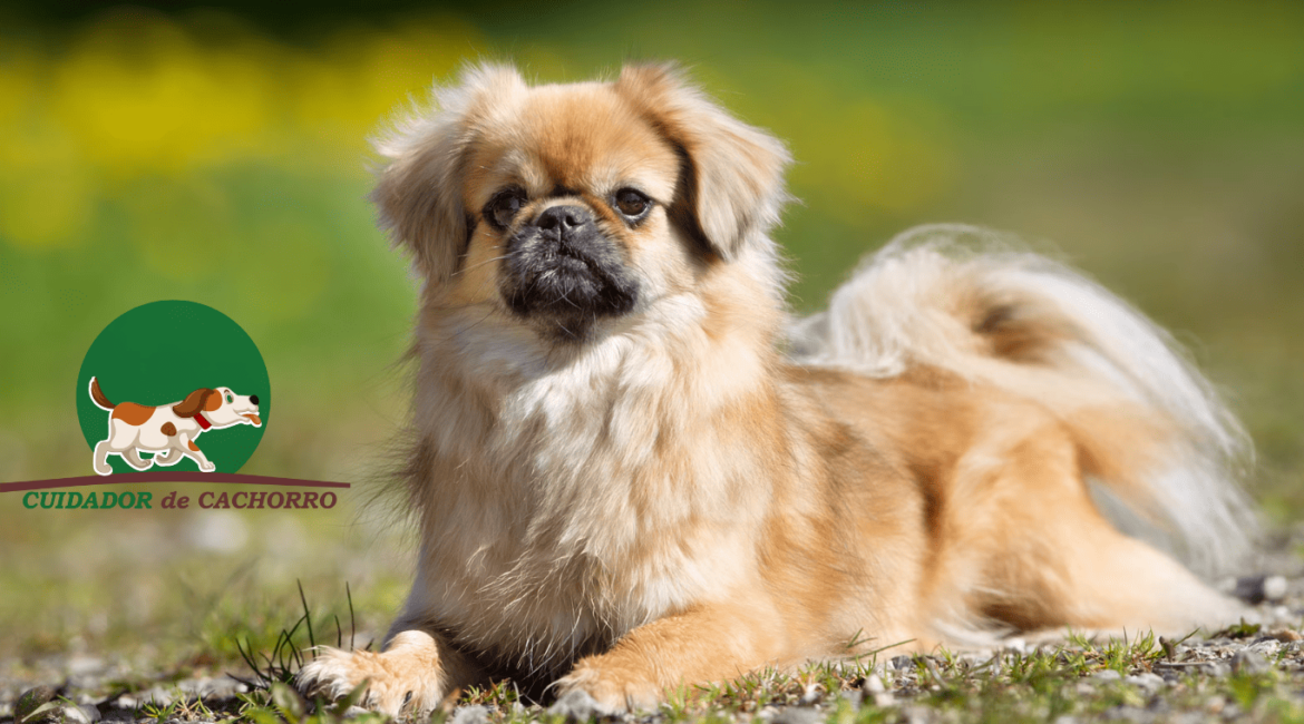 Cachorro Spaniel Tibetano