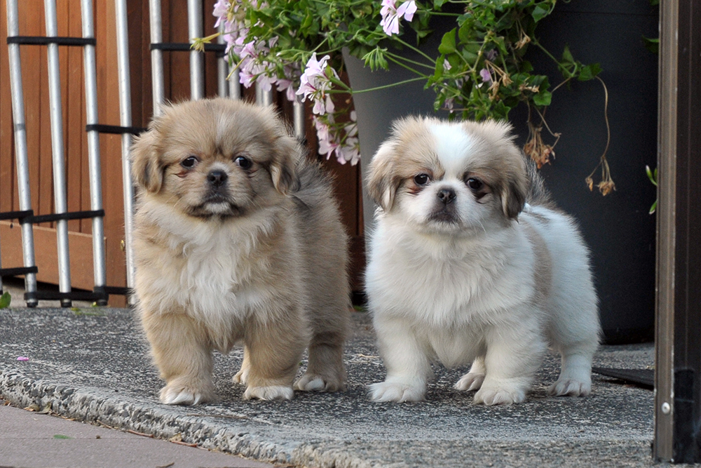 Cachorro Spaniel Tibetano socializando