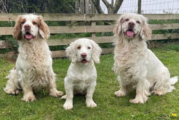 Cachorro Spaniel de Clumber