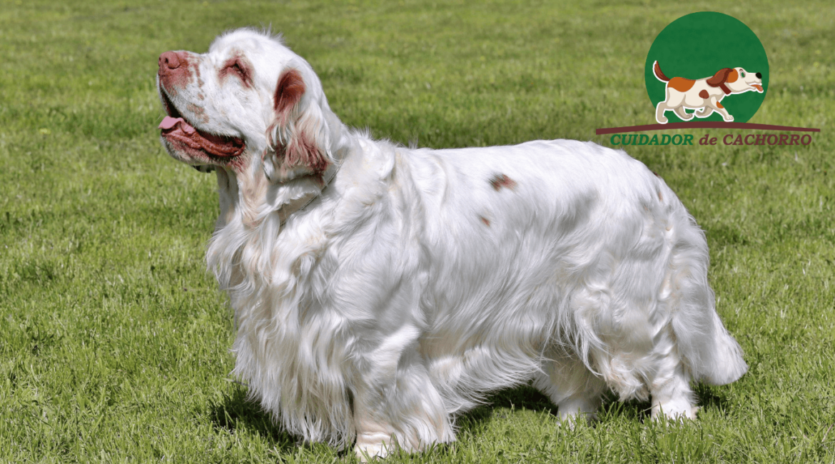 Cachorro Spaniel de Clumber