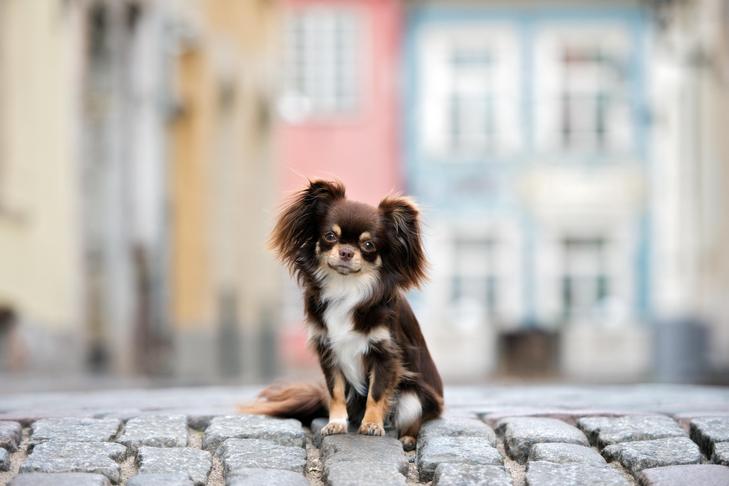 Chihuahua sentado no meio de uma rua de paralelepípedos