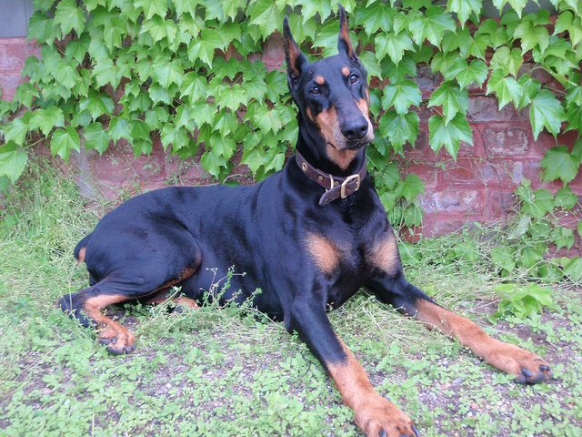 Doberman cachorro mais bravo do mundo