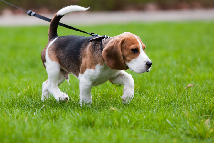 Filhote de Beagle na coleira caminhando na grama