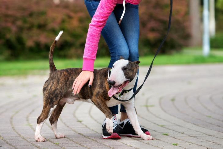 Filhote de Bull Terrier recebendo recompensa durante um passeio no parque