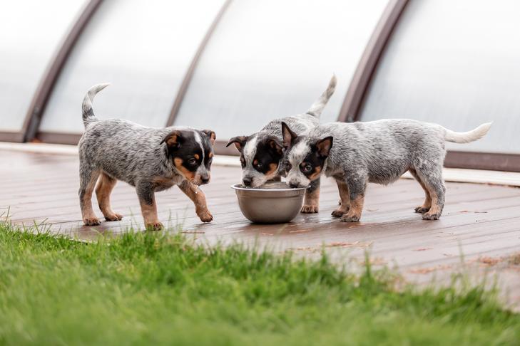 Filhotes de Australian Cattle Dog bebendo de uma tigela no quintal.