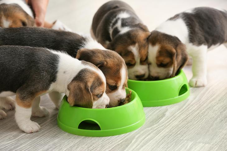 Filhotes de Beagle comendo em tigelas dentro de casa