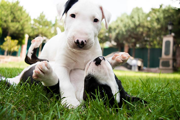 Filhotes de Bull Terrier lutando na grama