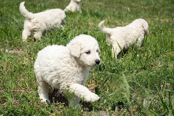 Filhotes de Kuvasz explorando em um campo