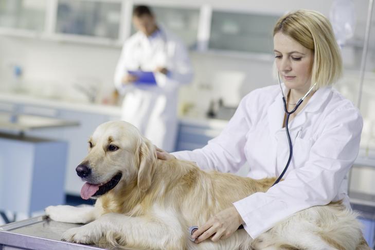 Golden Retriever em uma mesa de exame tendo seu coração verificado por um veterinário