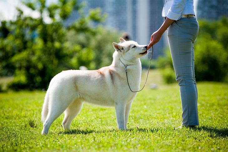 Husky Siberiano em posição, sendo treinado por uma mulher no parque