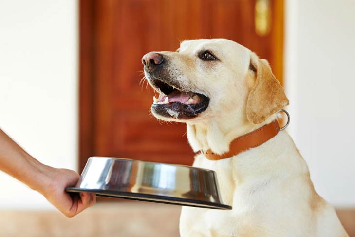 Labrador Retriever recebendo um pote de comida de aço inoxidável