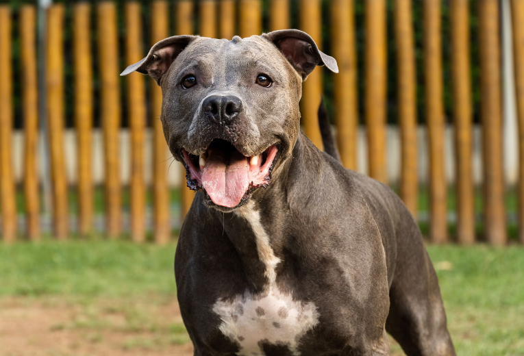 Pit Bull cachorro mais bravo do mundo