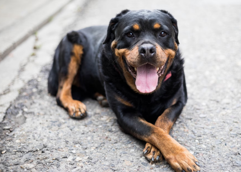 Rottweiler cachorro mais bravo do mundo