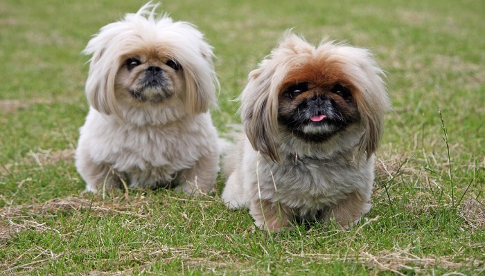 Socialização de cachorro pequinês
