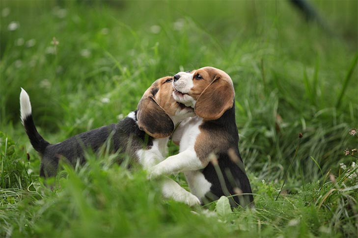 idade ideal para o cruzamento de cachorros