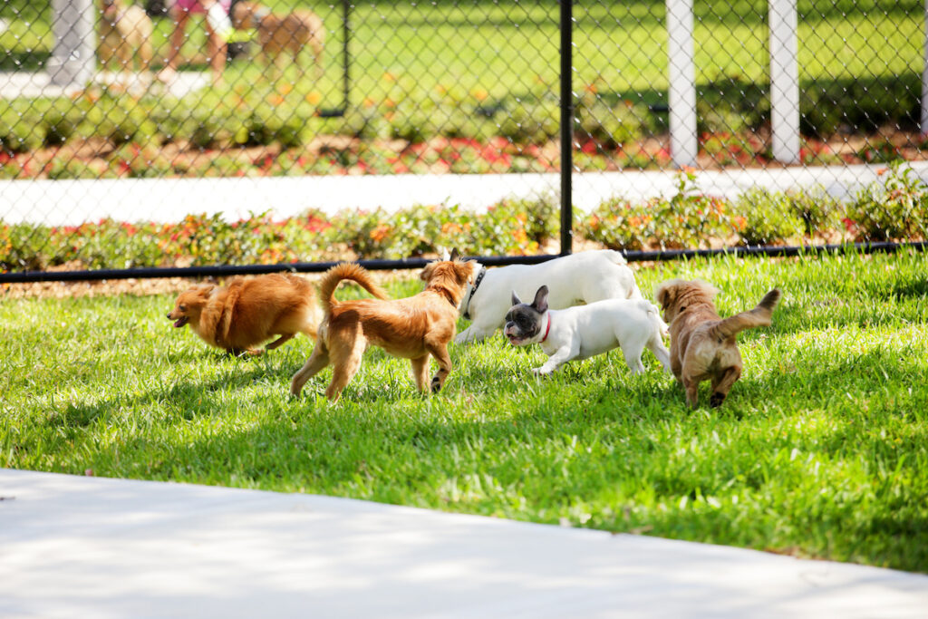 varios cachorros felizes brincando no quintal