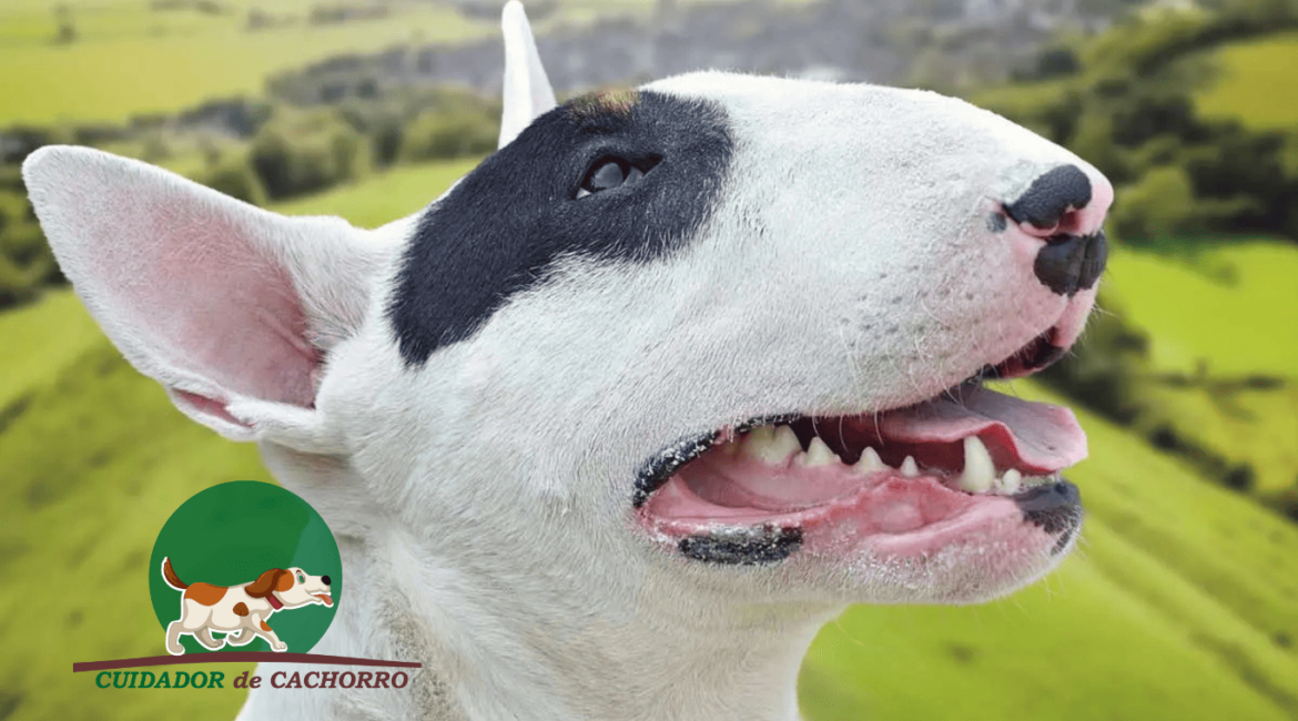 10 Curiosidades sobre o Bull Terrier