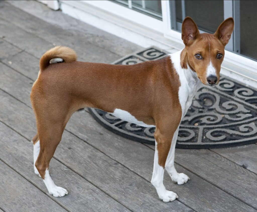 Basenji é bonito