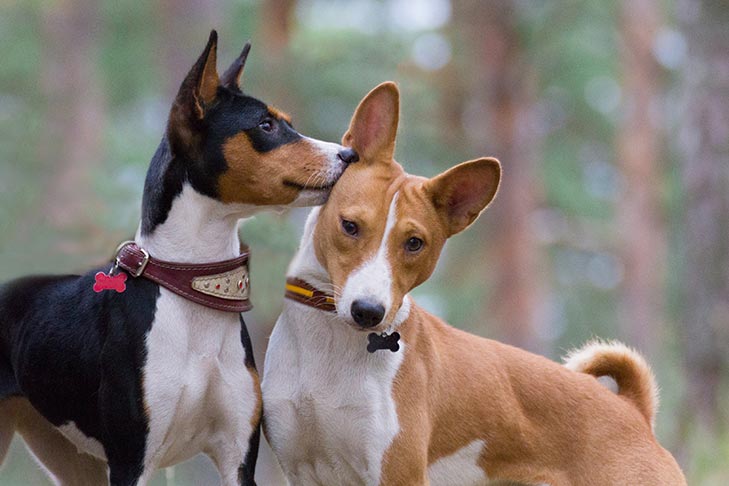 Cachorro Basenji