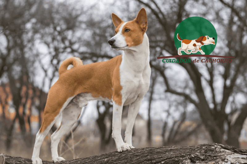 Cachorro Basenji