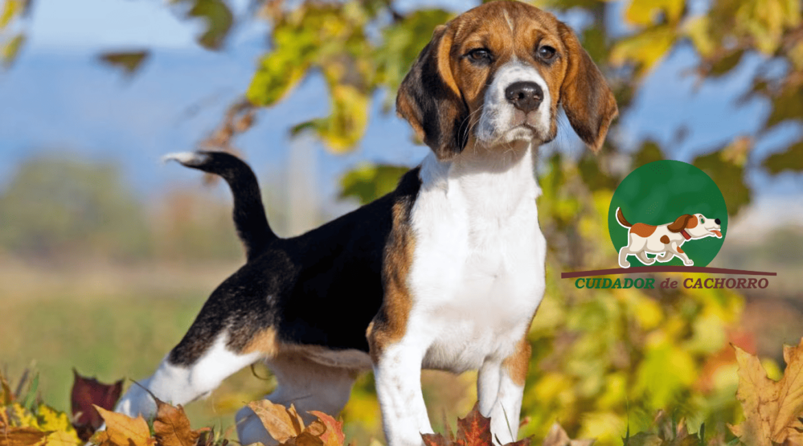 Cachorro Beagle