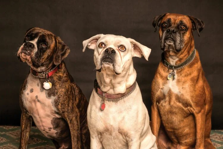 Cachorro Boxer socializando com outros