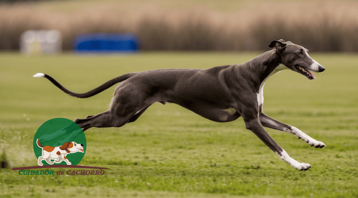 Cachorro Greyhound