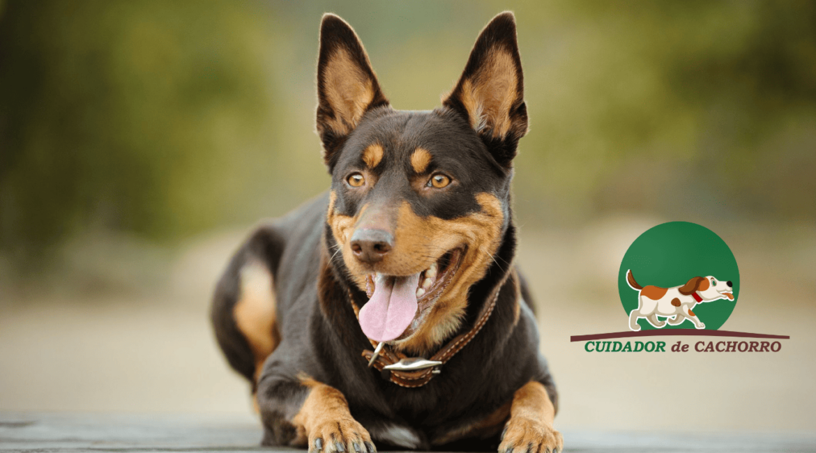 Cachorro Kelpie Australiano