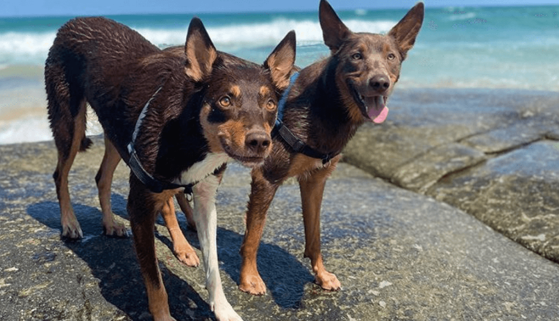 Cachorro Kelpie Australiano socializando