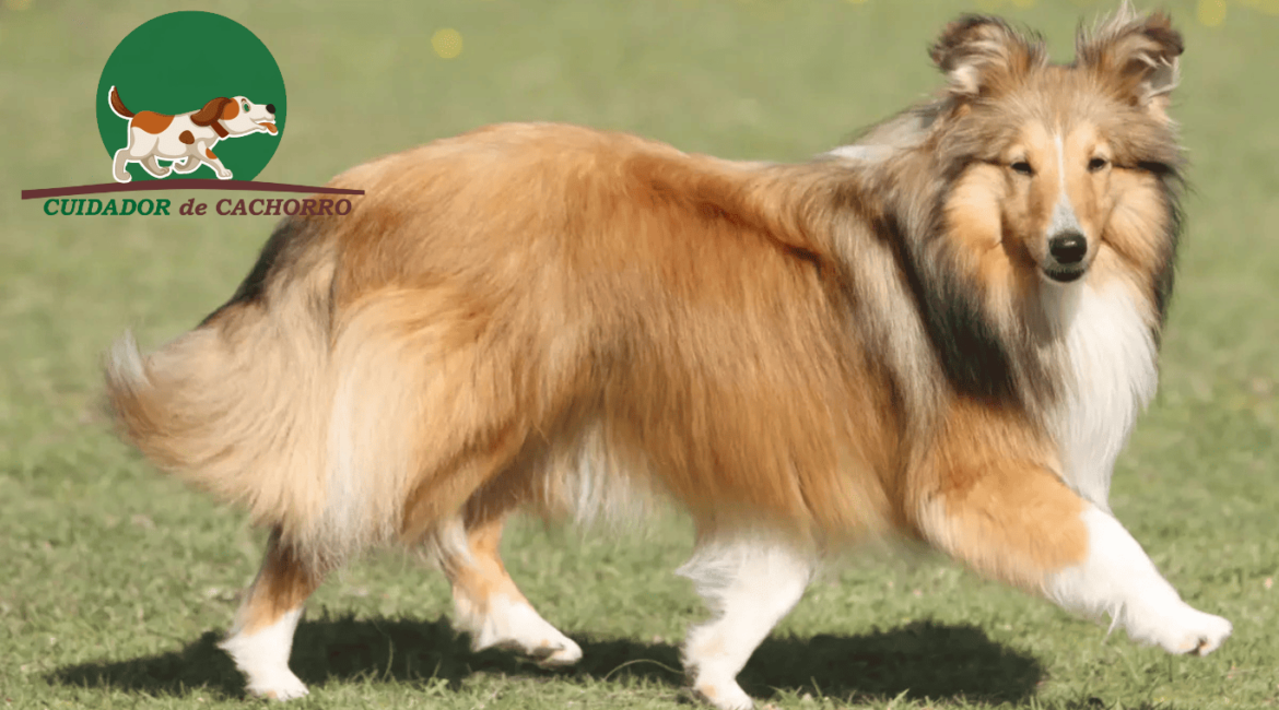 Cachorro Pastor de Shetland