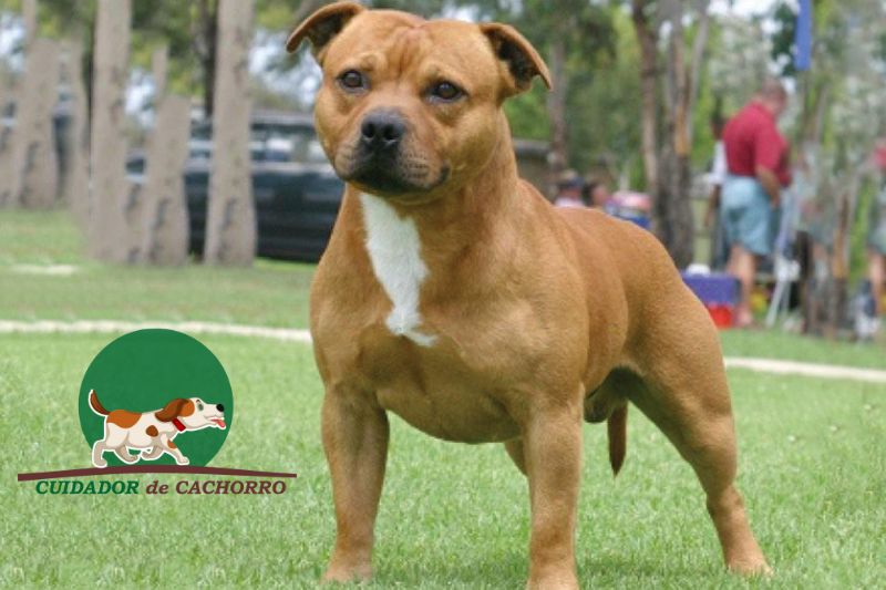 Cachorro Staffordshire Bull Terrier